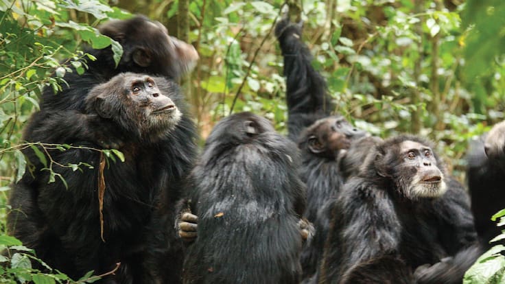 Al estilo de “El Planeta de los Simios”: Chimpancés de Uganda se dividen en grupos y comienzan una ‘guerra civil’