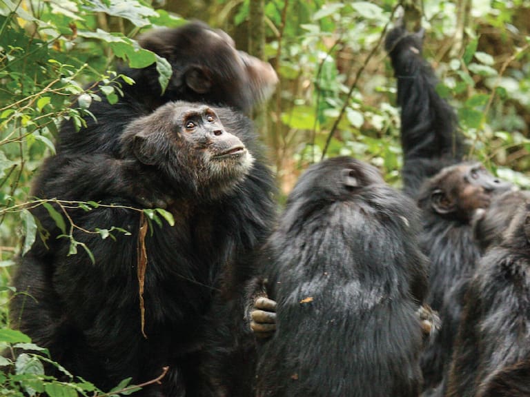 Al estilo de “El Planeta de los Simios”: Chimpancés de Uganda se dividen en grupos y comienzan una ‘guerra civil’