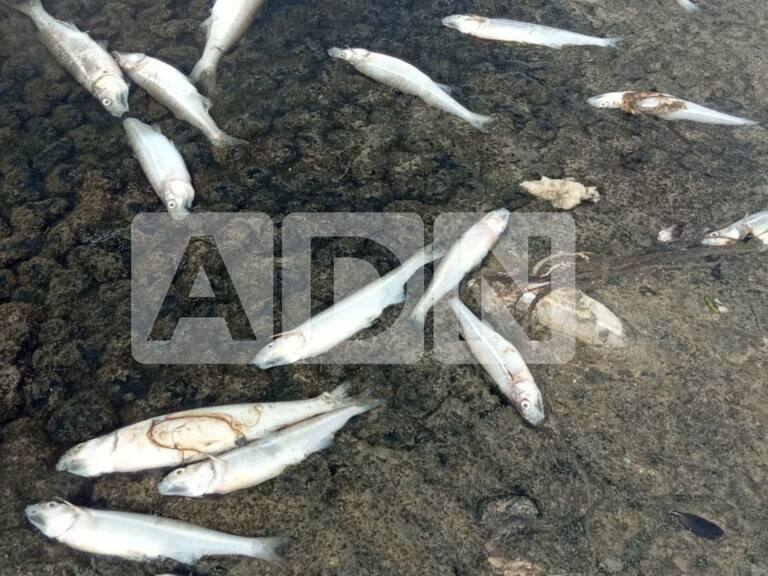 Denuncian que humedal Estuario de Los Molles fue contaminado por empresa sanitaria