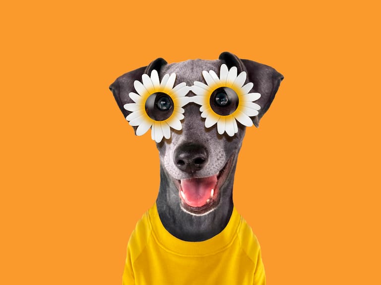 Estos son los nombres más bonitos para ponerle a una mascota, según una IA