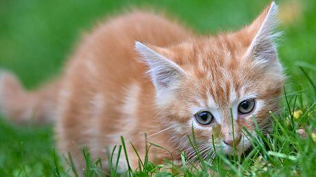 Rescate de gatito en Australia