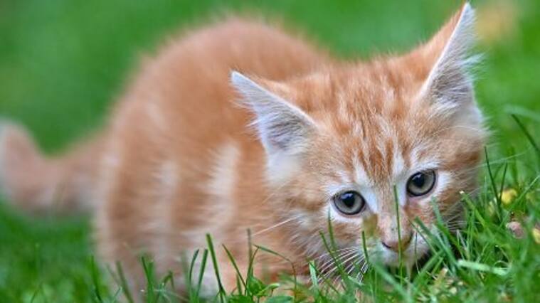 Rescate de gatito en Australia