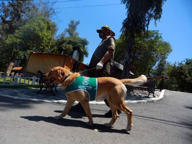 Perro biodetector / Agencia Uno