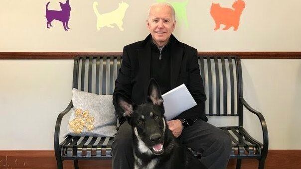 Major, el perro de Joe Biden que vivirá en la Casa Blanca