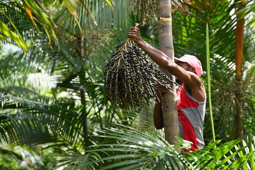 Granjero obtiene berries de un árbol en Abaetetuba del estado Pará en Brasil
