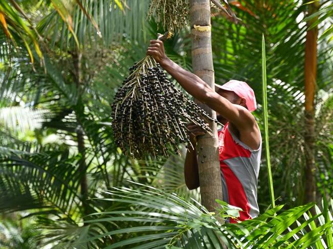 Granjero obtiene berries de un árbol en Abaetetuba del estado Pará en Brasil