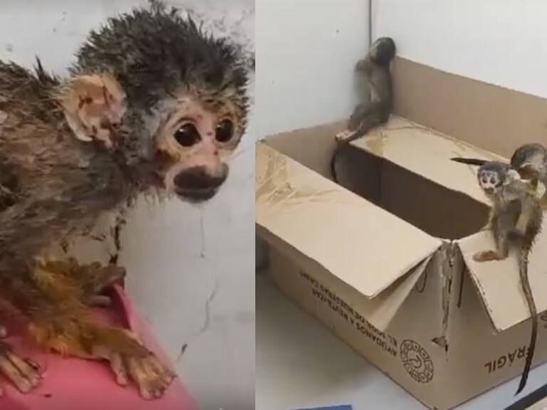 Aduana rescata a cinco monitos ardilla que pretendían ingresar al interior de una pequeña mochila en Iquique