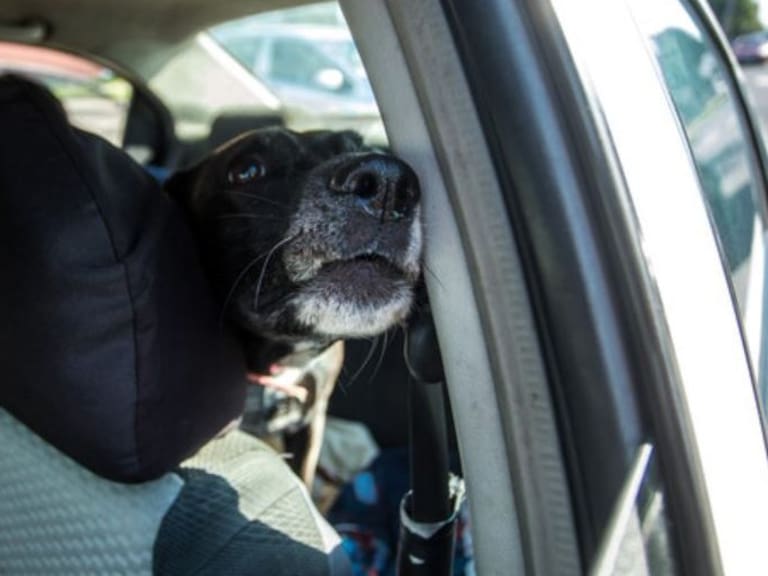 Consejos para ayudar a tu mascota durante las celebraciones de año nuevo