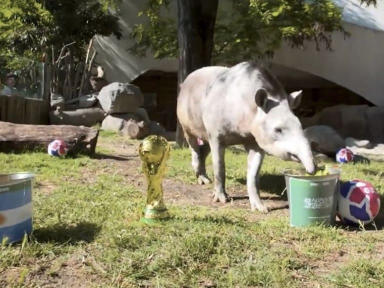 Alta predicción: tapir Manolo adelantó el triunfo de Arabia Saudita ante Argentina en el Mundial de Qatar