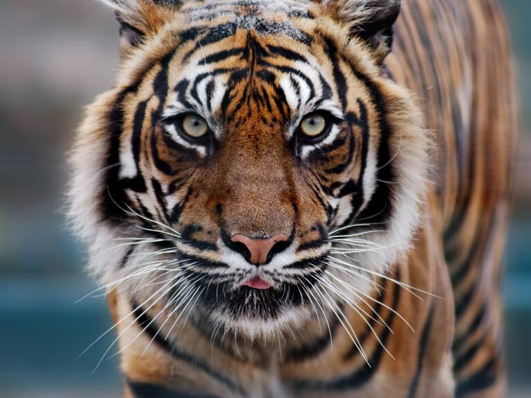 Rusia: hombre muere tras ser atacado por un tigre que anteriormente había matado a su perro