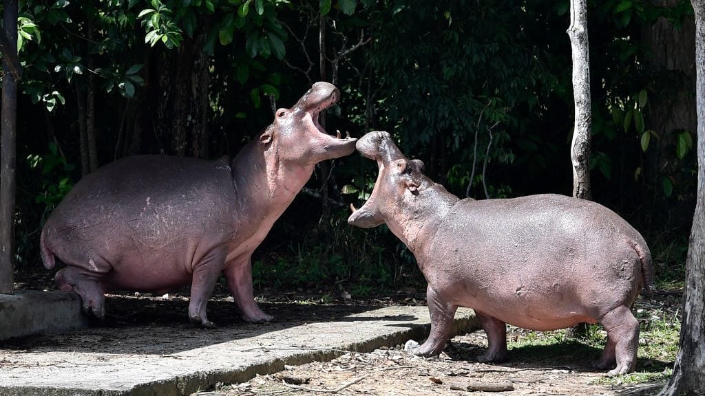 Hippos are seen at the Hacienda Napoles theme park, once the private zoo of drug kingpin Pablo Escobar at his Napoles ranch, in Doradal, Antioquia department, Colombia on September 12, 2020. - Escobar bought four hippos from a zoo in California and flew them to his ranch in the early 1980s. Left to themselves on his Napoles Estate, they bred to become supposedly the biggest wild hippo herd outside Africa -- a local curiosity and a hazard. (Photo by Raul ARBOLEDA / AFP) (Photo by RAUL ARBOLEDA/AFP via Getty Images)