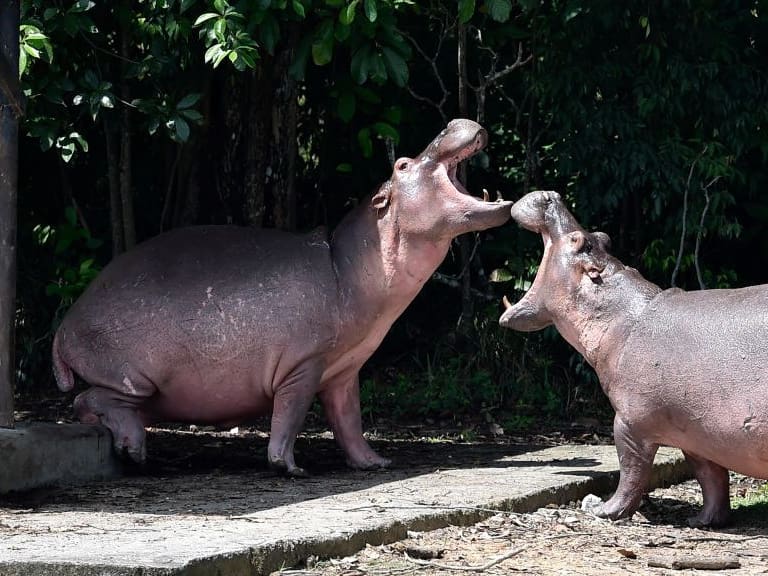 Hippos are seen at the Hacienda Napoles theme park, once the private zoo of drug kingpin Pablo Escobar at his Napoles ranch, in Doradal, Antioquia department, Colombia on September 12, 2020. - Escobar bought four hippos from a zoo in California and flew them to his ranch in the early 1980s. Left to themselves on his Napoles Estate, they bred to become supposedly the biggest wild hippo herd outside Africa -- a local curiosity and a hazard. (Photo by Raul ARBOLEDA / AFP) (Photo by RAUL ARBOLEDA/AFP via Getty Images)