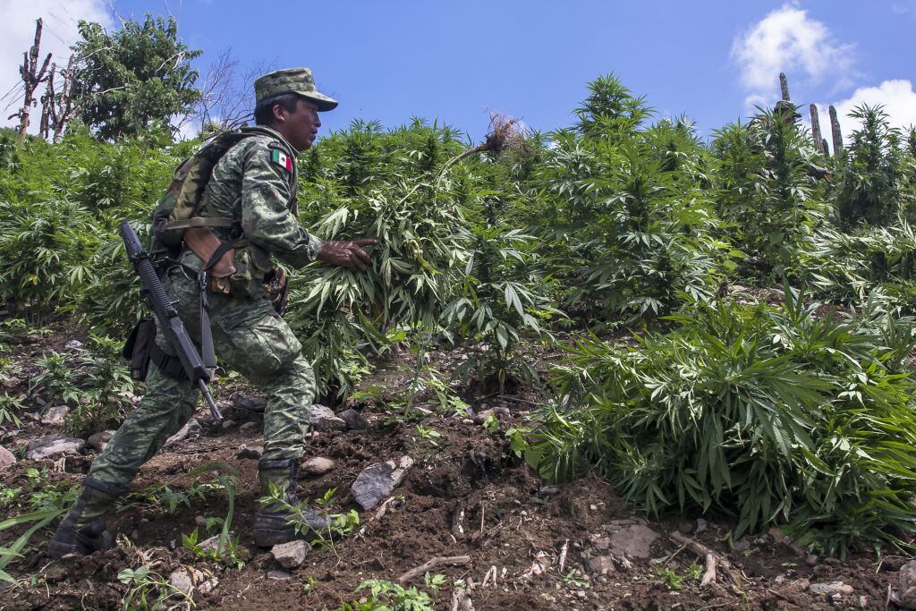 Militar mexicano es parte de la destrucción de una plantación ilegal