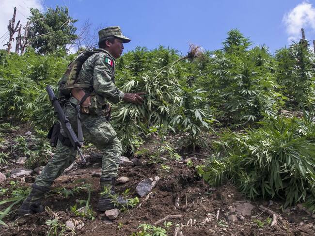 Militar mexicano es parte de la destrucción de una plantación ilegal