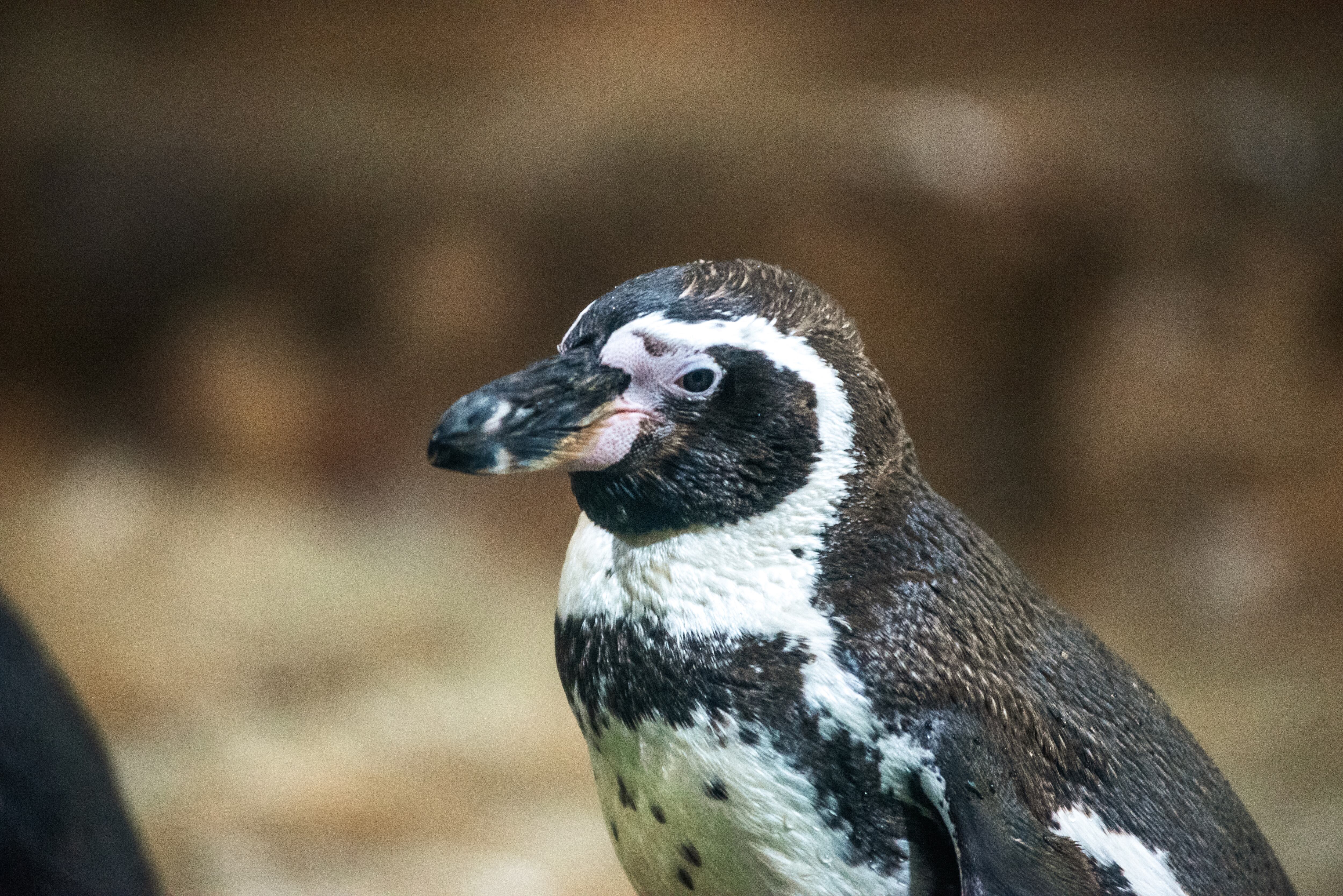 Pingüino de Humboldt es declarado Monumento Natural y refuerzan su protección en todo Chile