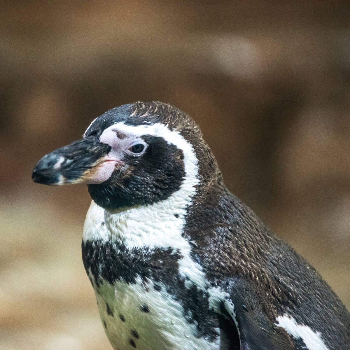 Pingüino de Humboldt es declarado Monumento Natural y refuerzan su protección en todo Chile