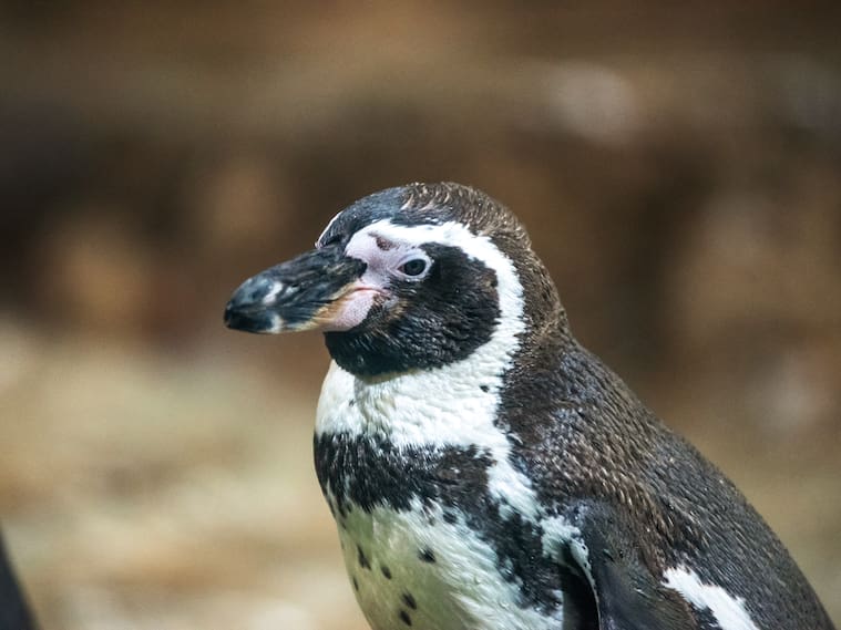 Pingüino de Humboldt es declarado Monumento Natural y refuerzan su protección en todo Chile