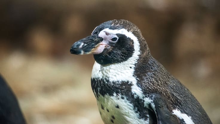 Pingüino de Humboldt es declarado Monumento Natural y refuerzan su protección en todo Chile