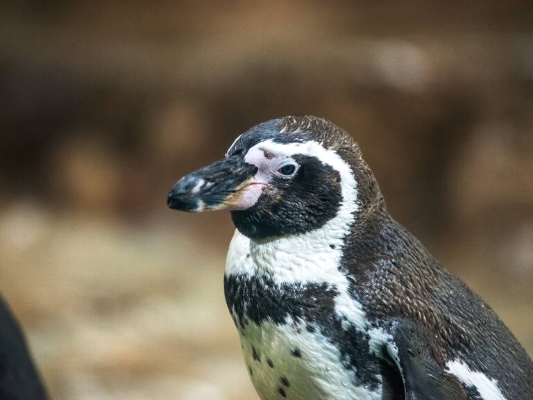 Pingüino de Humboldt