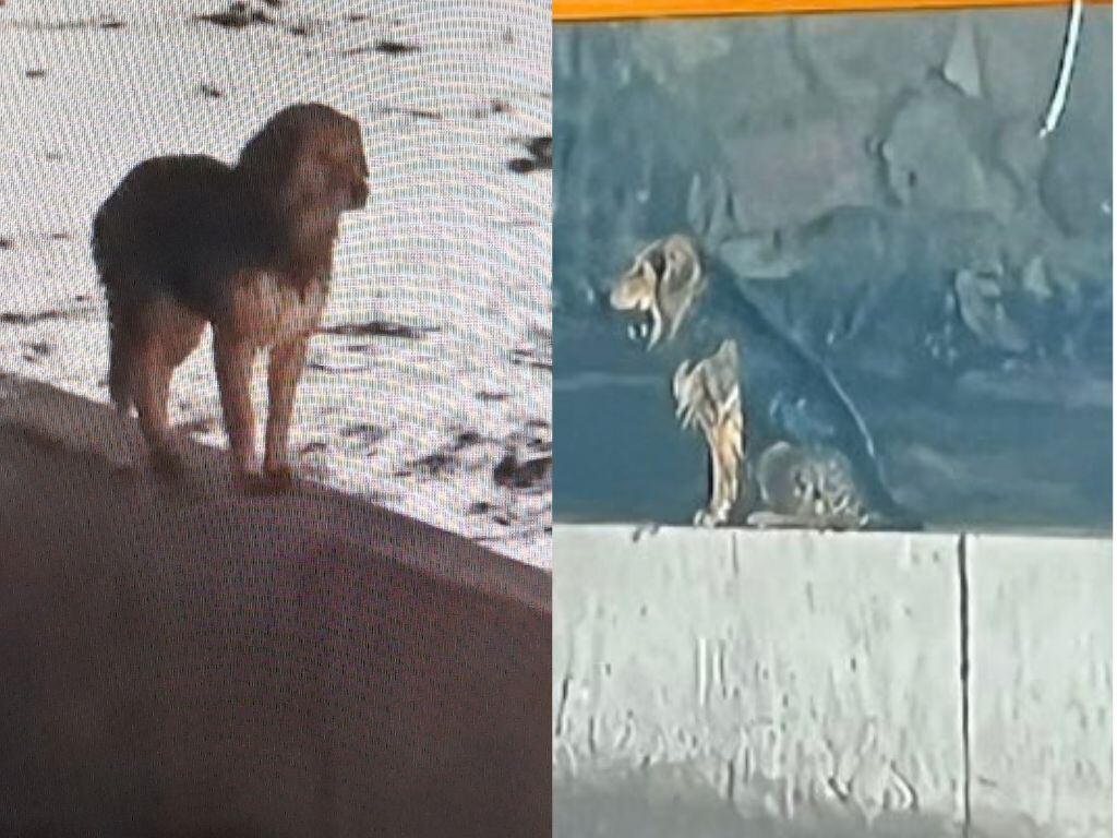capturas