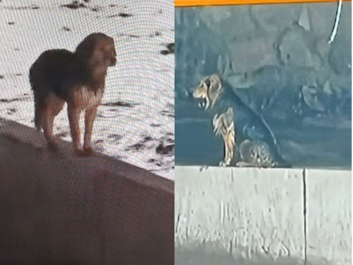 Perrito quedó atrapado en medio del Mapocho y su rescate preocupa por la crecida del río