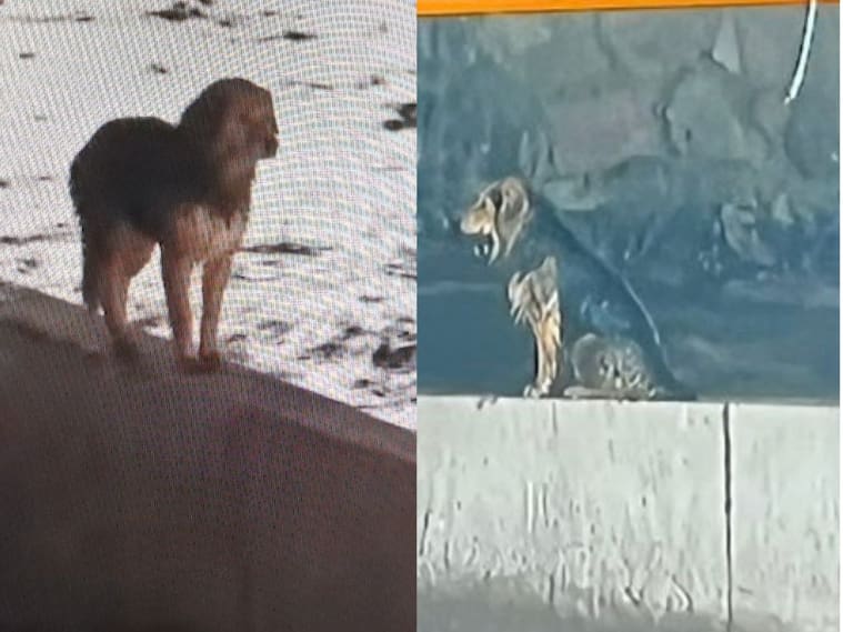 capturas