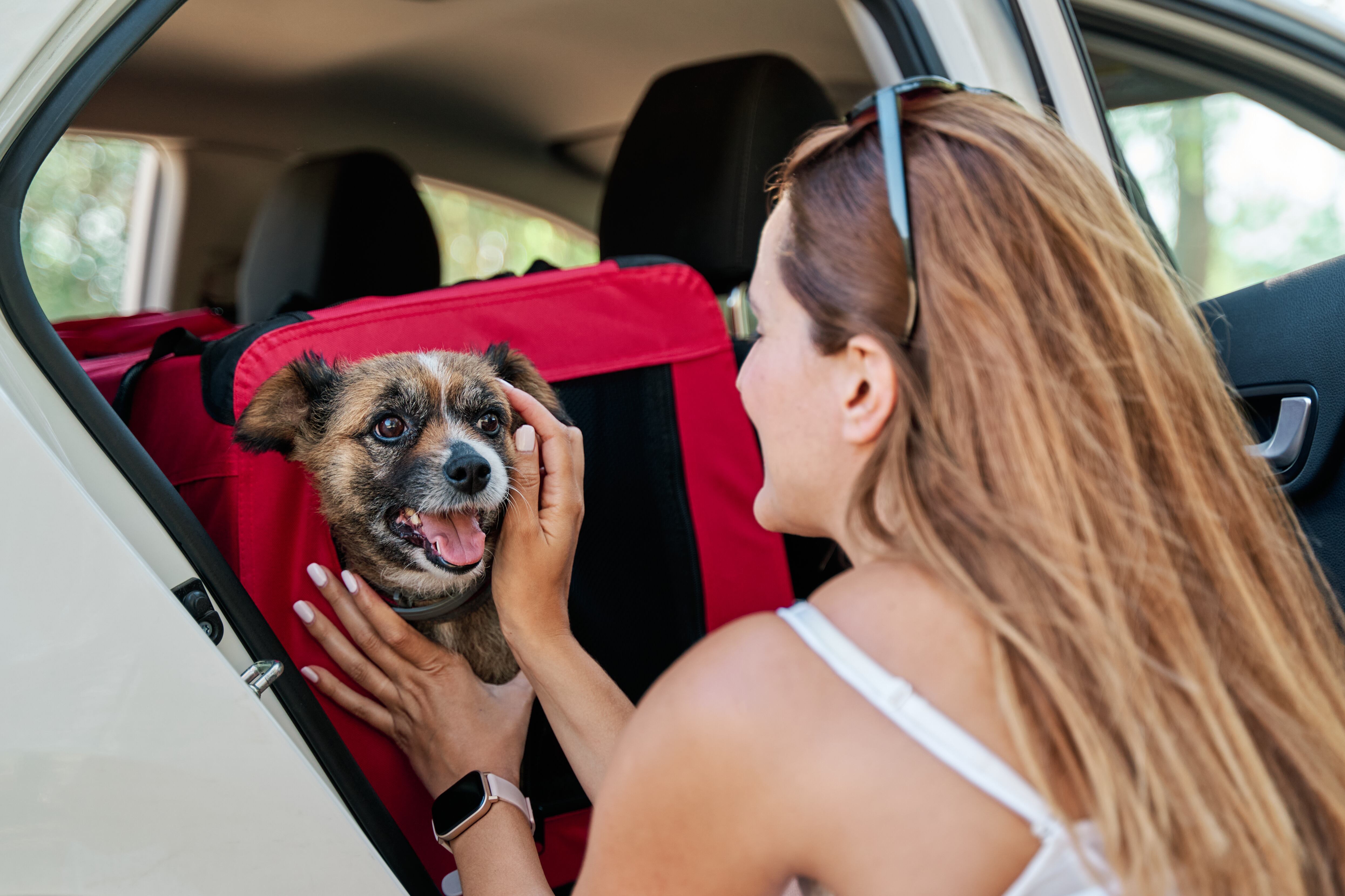 Viajar con mascotas