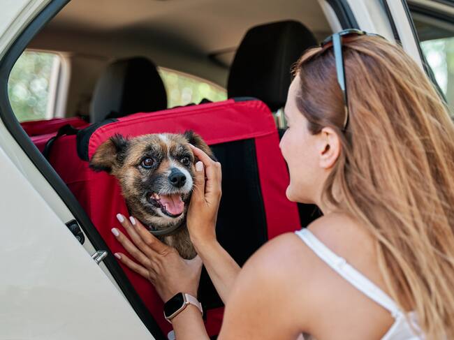 Viajar con mascotas