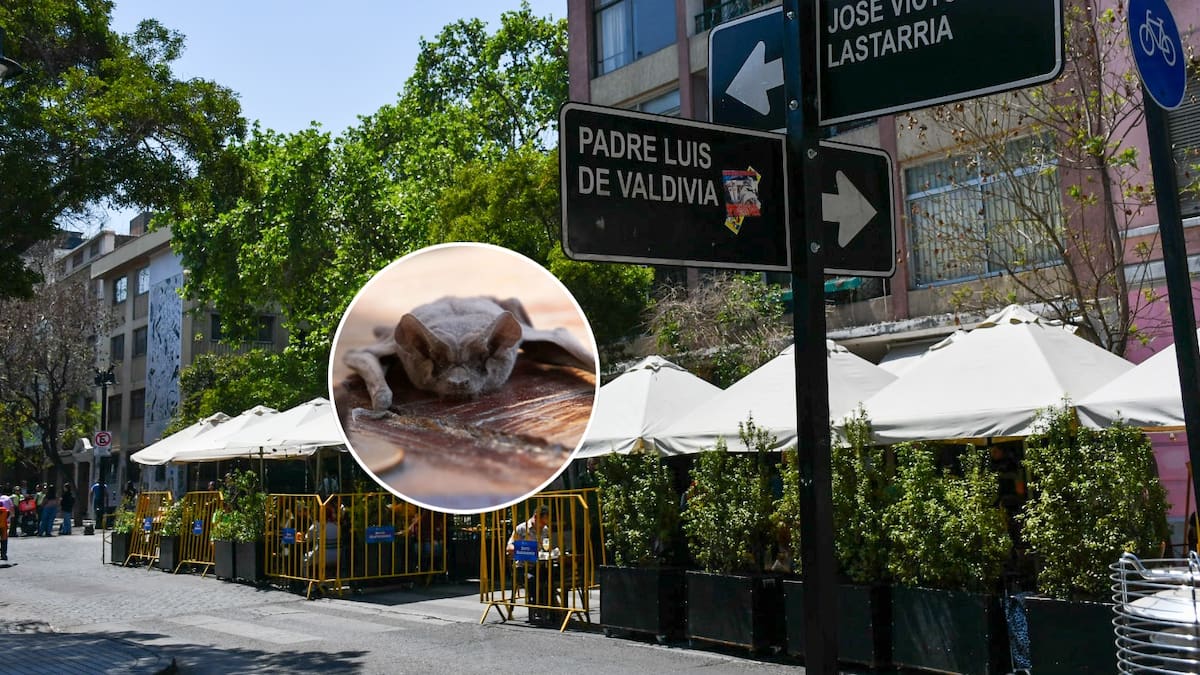 Alerta sanitaria en barrio Lastarria: detectan murciélago con rabia y activan operativo de vacunación para mascotas