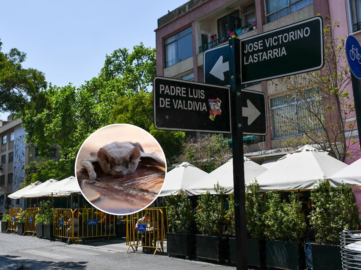 Alerta sanitaria en barrio Lastarria: detectan murciélago con rabia y activan operativo de vacunación para mascotas