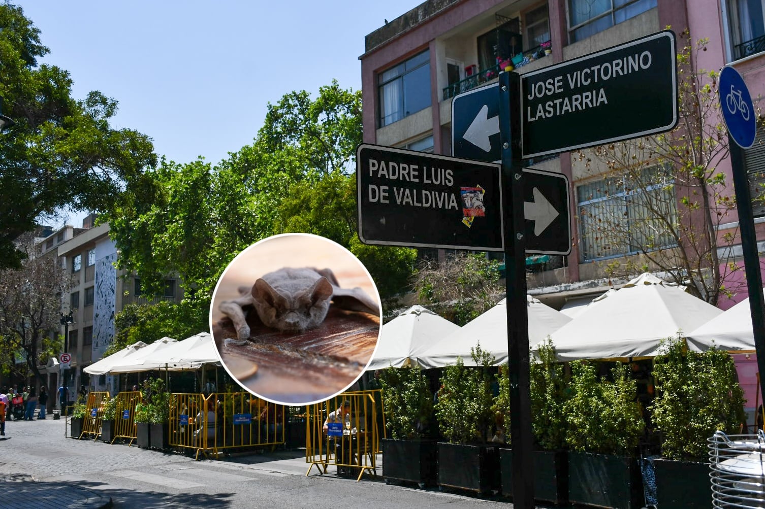 Alerta sanitaria en barrio Lastarria: detectan murciélago con rabia y activan operativo de vacunación para mascotas