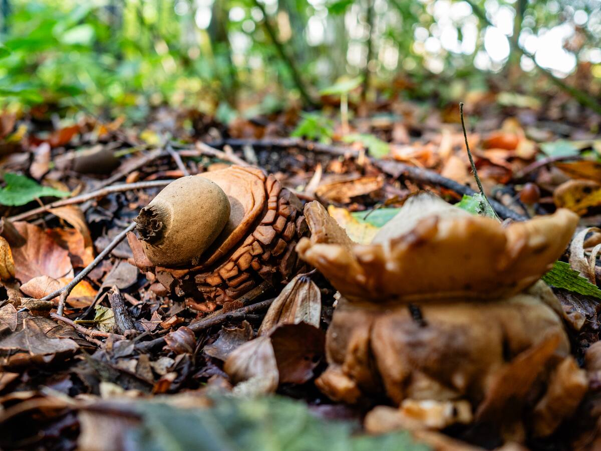 Fallece una segunda persona en Lumaco por consumir hongo venenoso