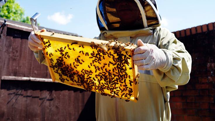 Hombre muere tras ser atacado por un grupo de abejas: picaduras le provocaron graves complicaciones de salud