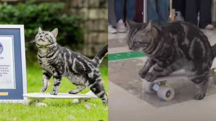 Gatito skater bate impresionante marca y entra a los récord Guinness con su habilidad en la patineta