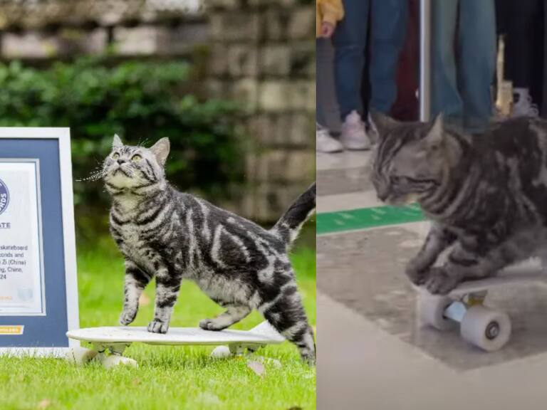 Gatito skater bate impresionante marca y entra a los récord Guinness con su habilidad en la patineta