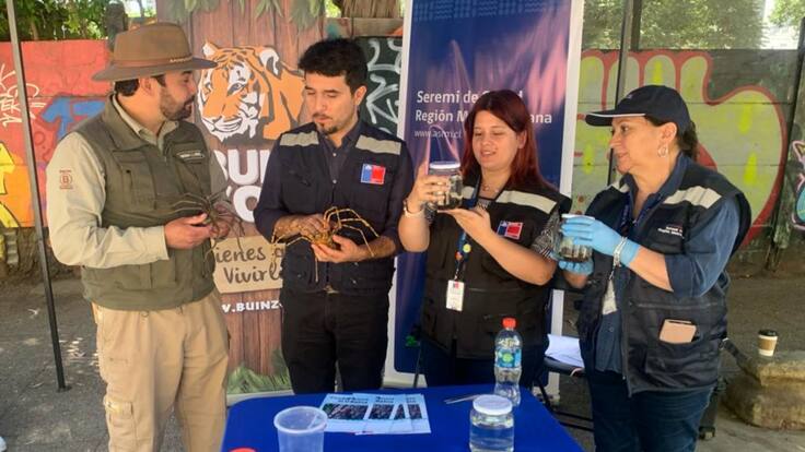 Ante aumento de picaduras de araña de rincón: qué hacer para prevenir y cómo enfrentar una emergencia