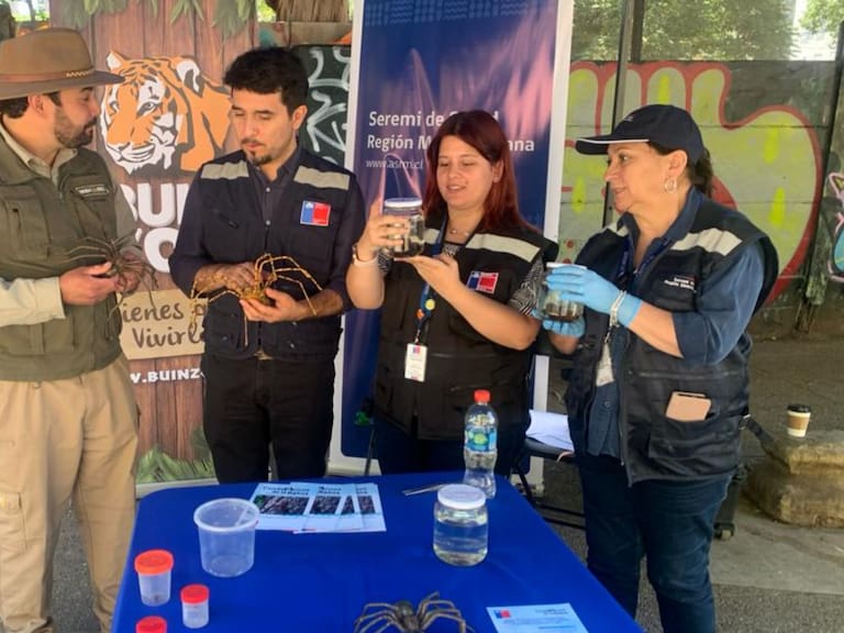 Ante aumento de picaduras de araña de rincón: qué hacer para prevenir y cómo enfrentar una emergencia