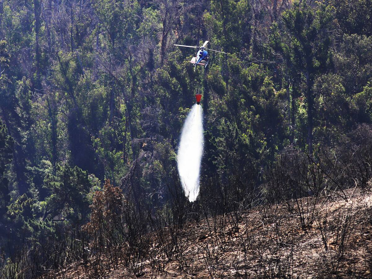 “Se ha perdido en un 100%”: autoridades confirman que el Jardín Botánico de Viña del Mar quedó con graves daños tras incendio forestal