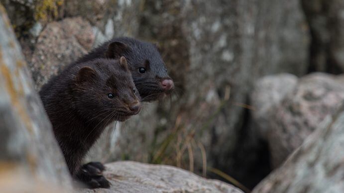 Mink family in the nature on Bornholm Island, Denmark