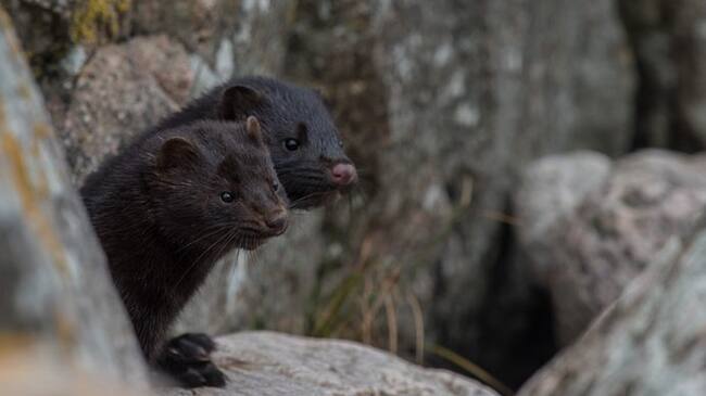 Mink family in the nature on Bornholm Island, Denmark