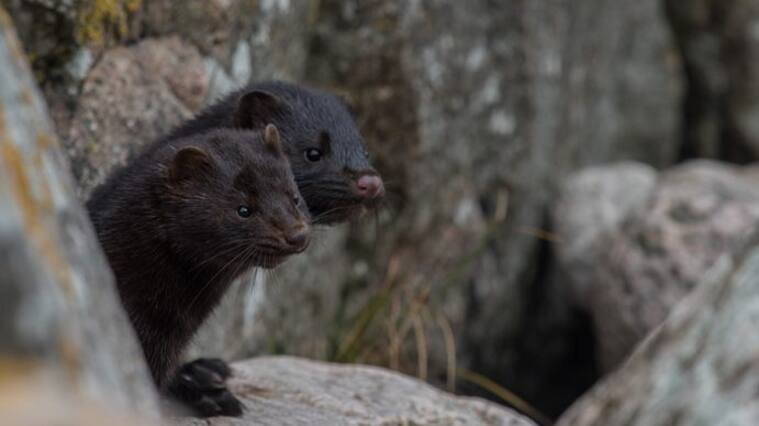 Mink family in the nature on Bornholm Island, Denmark