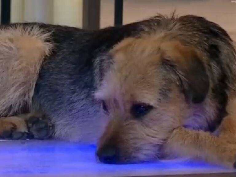 Marca auspiciadora de «Gran Hermano Chile» se queja con Chilevisión por maltrato a perro Bigote
