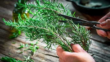 Esta planta (que seguramente ya conoces) ayuda a mejorar la memoria y bajar el estrés, según experto de Harvard