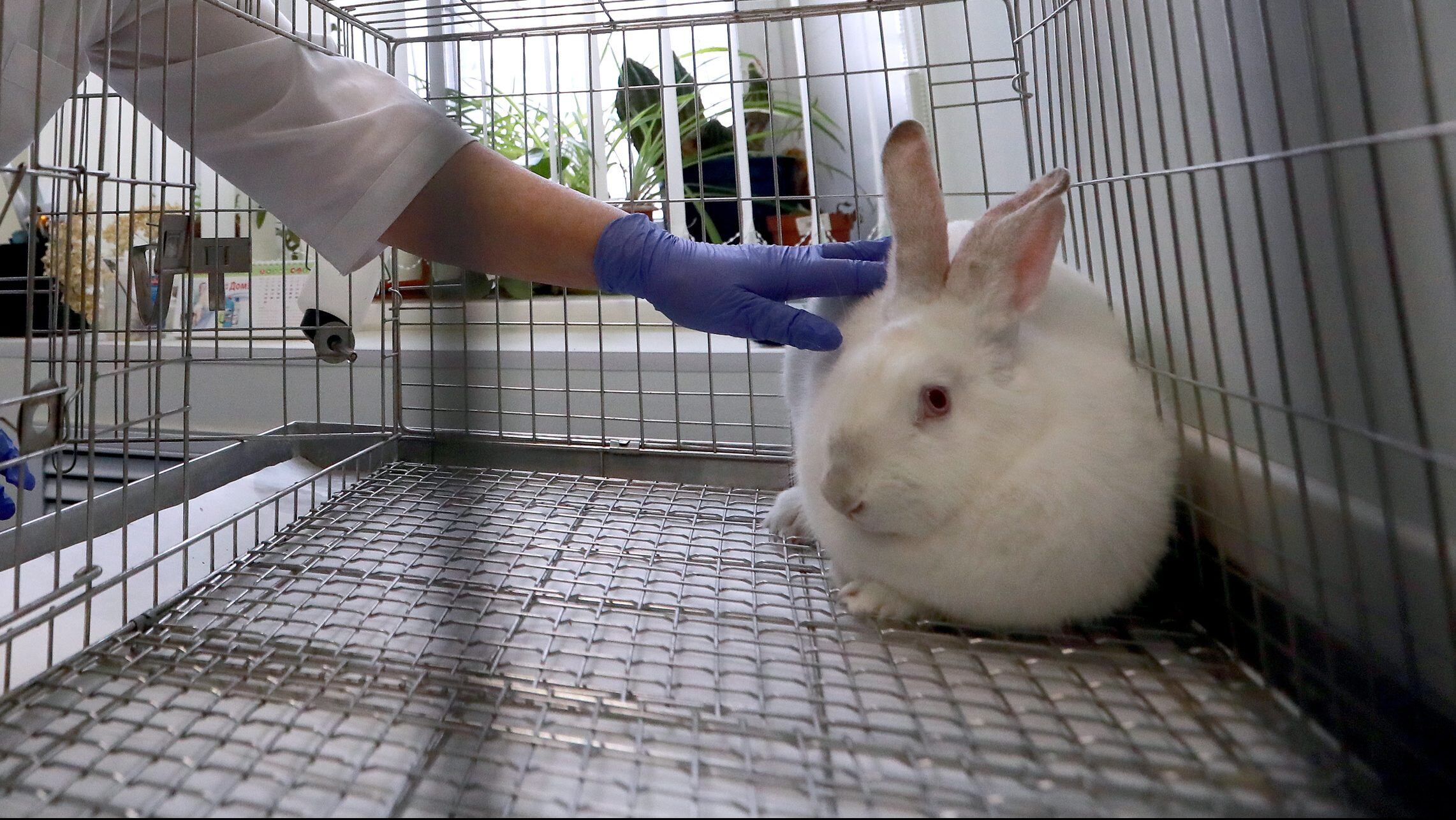 Conejo pruebas cosméticos en animales