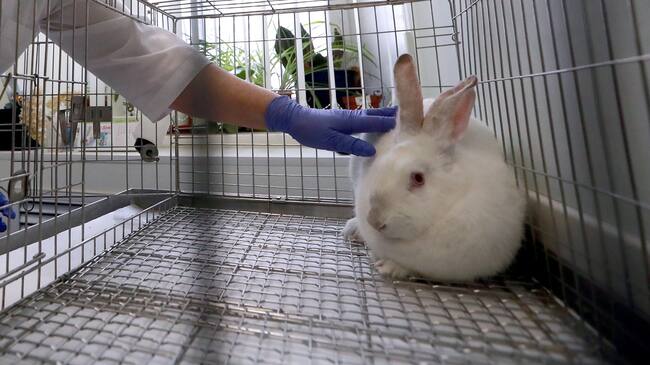 Conejo pruebas cosméticos en animales