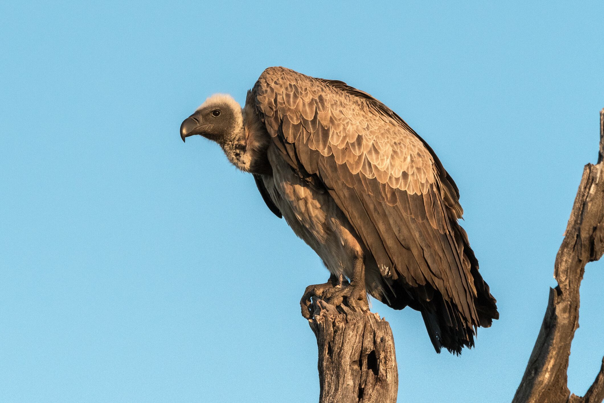 White backed vulture sitting on a dead tree