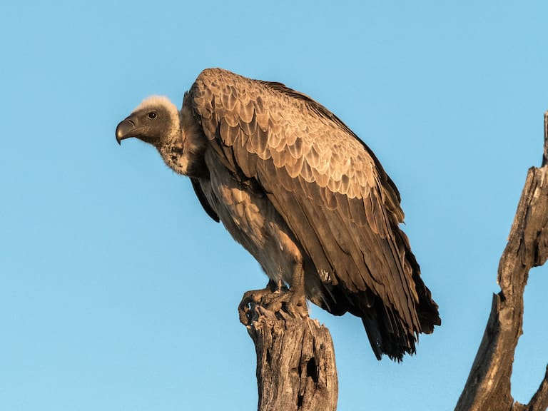 White backed vulture sitting on a dead tree