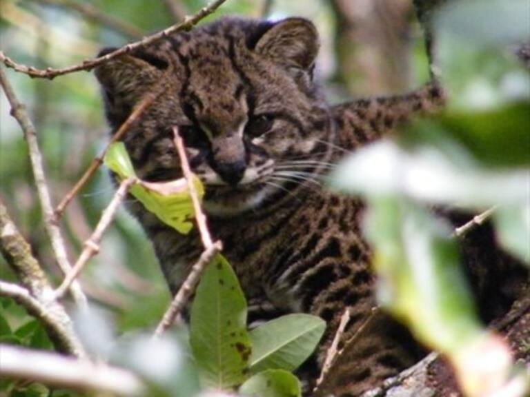 Histórico: Captaron a gato güiña, el felino más pequeño de América, en parque La Campana