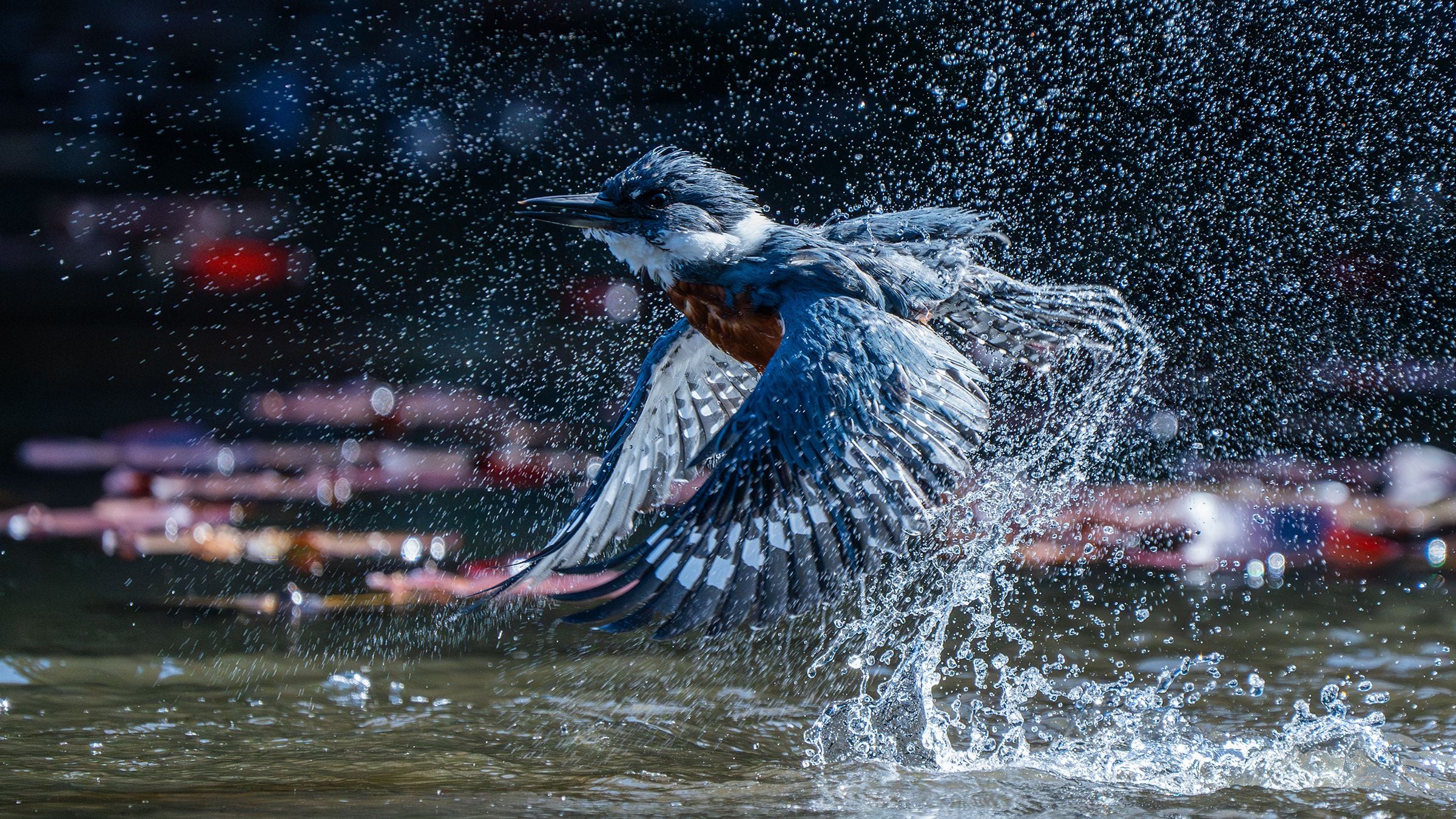 Fotografía de Felipe Toledo Alarcón, quien obtuvo el Gran Premio en los Premios de Fotografía Audubon 2025 | Cedida