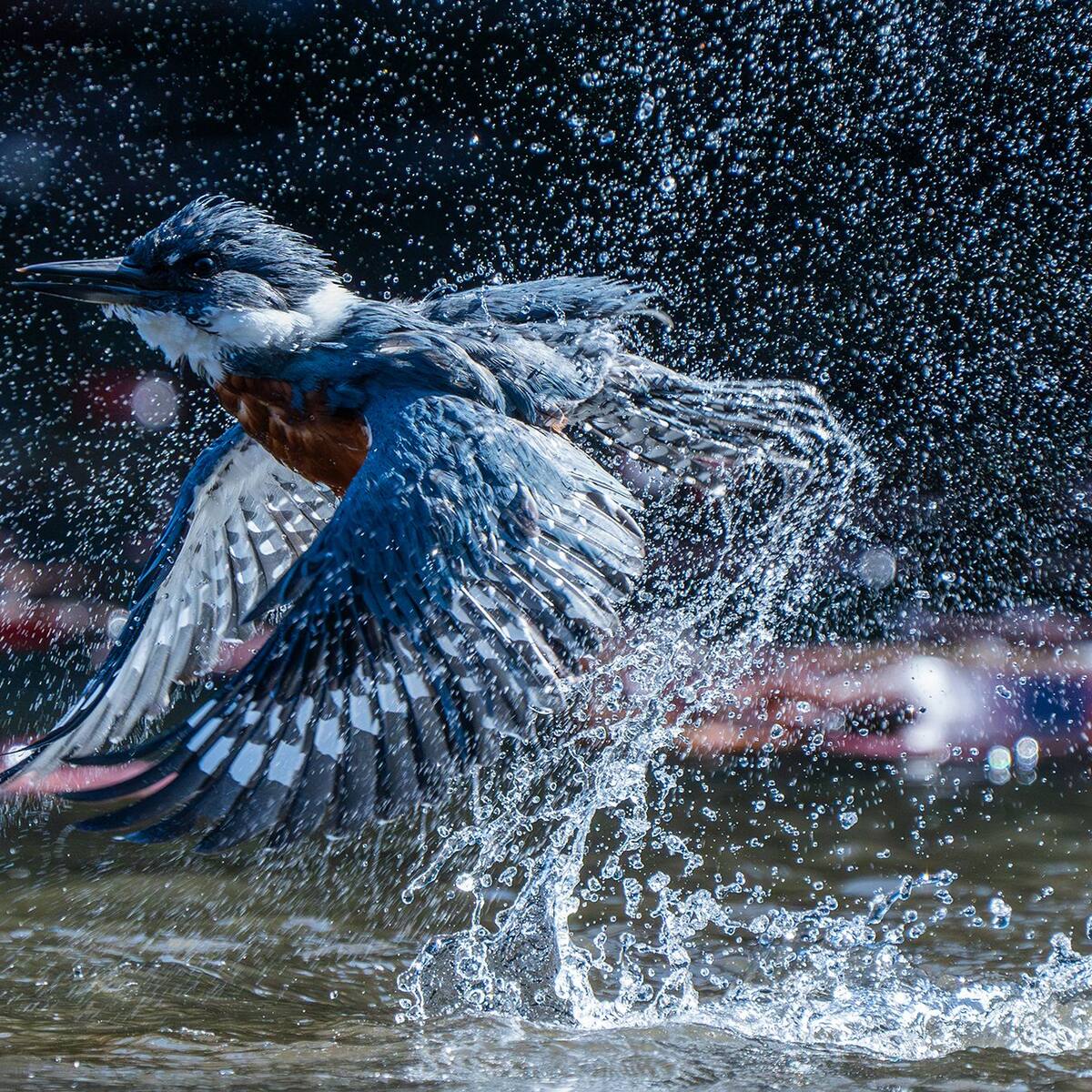 Chileno gana el “Gran Premio” de los prestigiosos Audubon Photography Awards con foto de un martín pescador